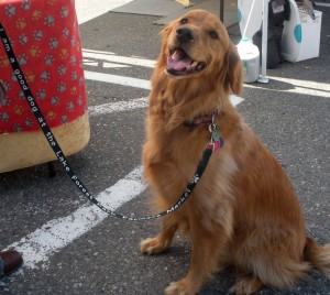 Farmers Market & Dogs