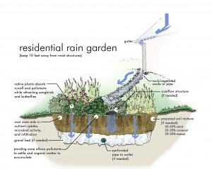 pic rain-garden